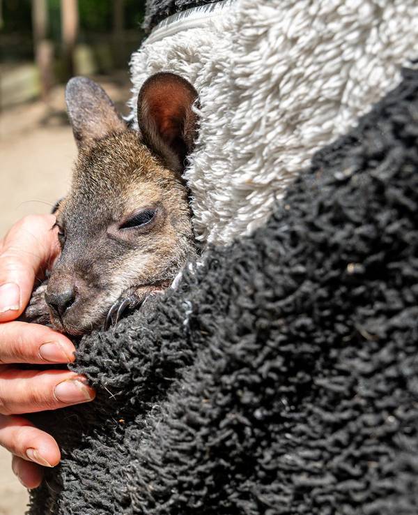 Tierpark-Chefin zieht Känguru-Baby im Pulli auf