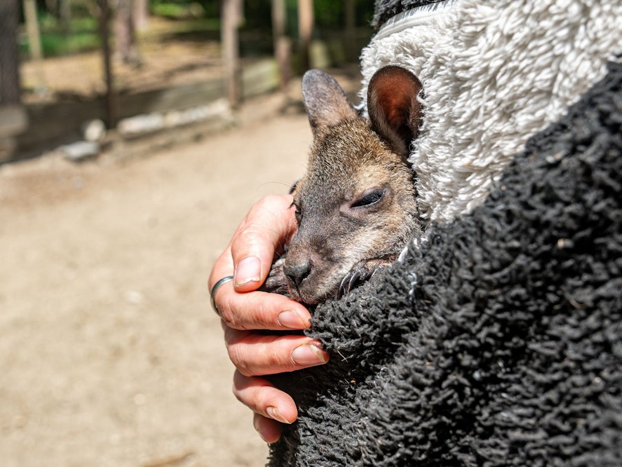 Tierpark-Chefin zieht Känguru-Baby im Pulli auf