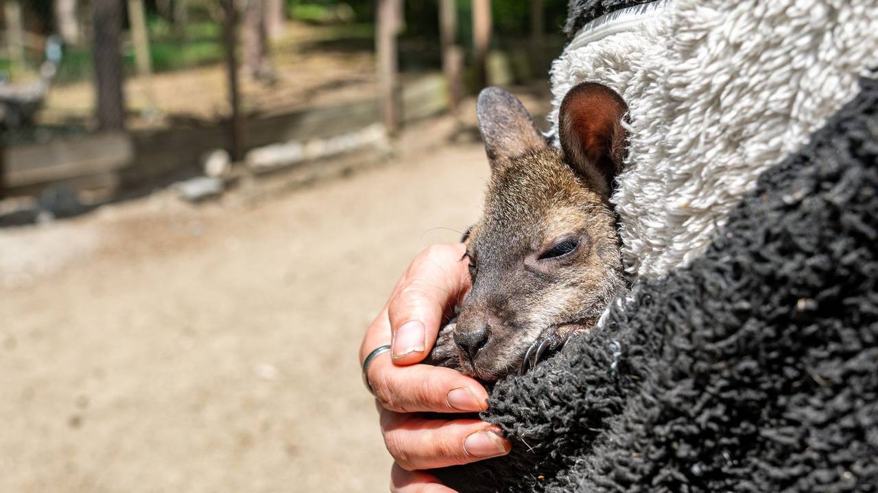 Tierpark-Chefin zieht Känguru-Baby im Pulli auf