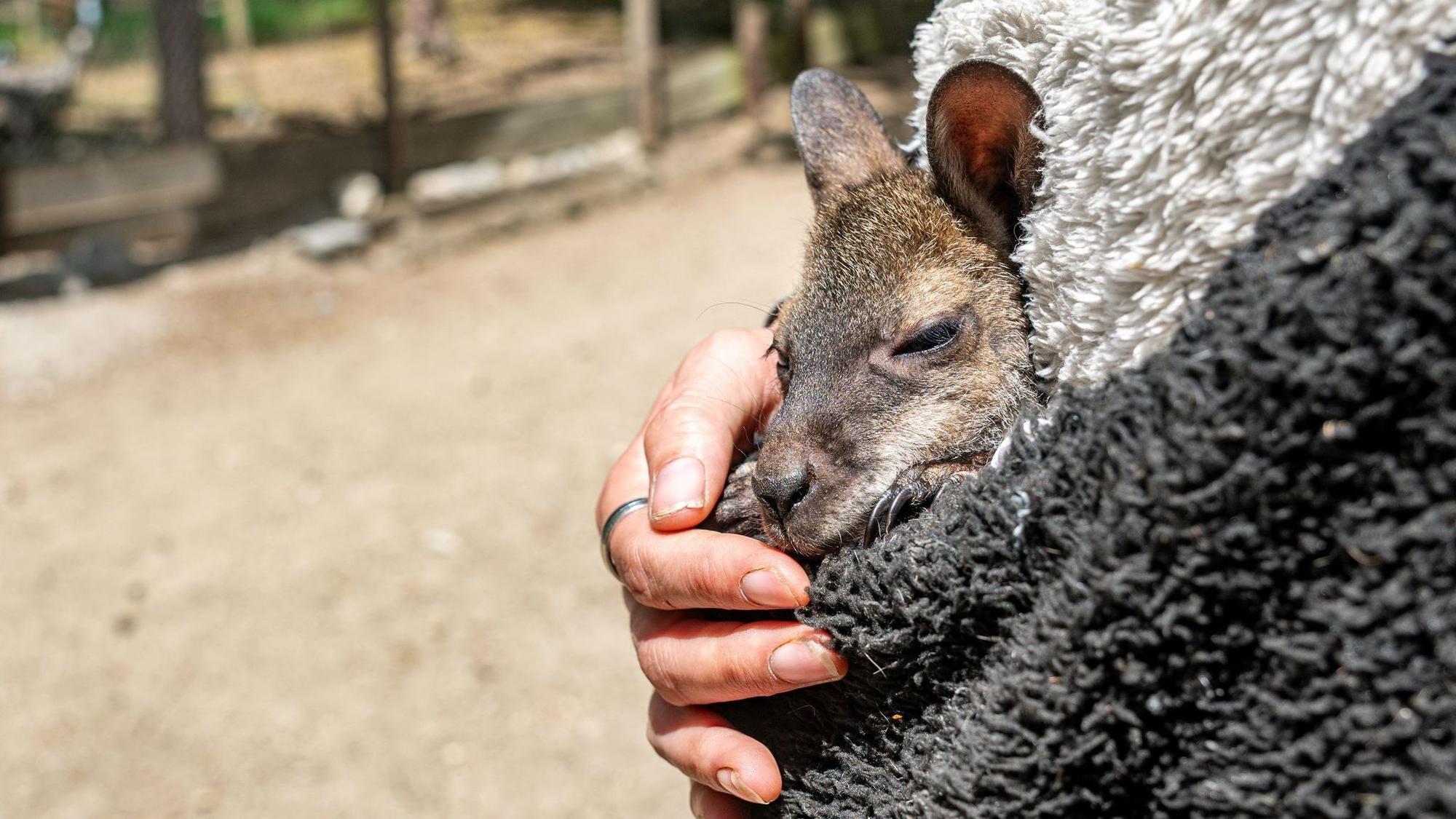 Tierpark-Chefin zieht Känguru-Baby im Pulli auf