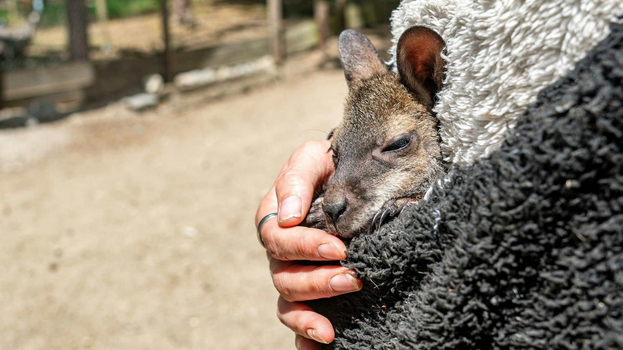 Tierpark-Chefin zieht Känguru-Baby im Pulli auf