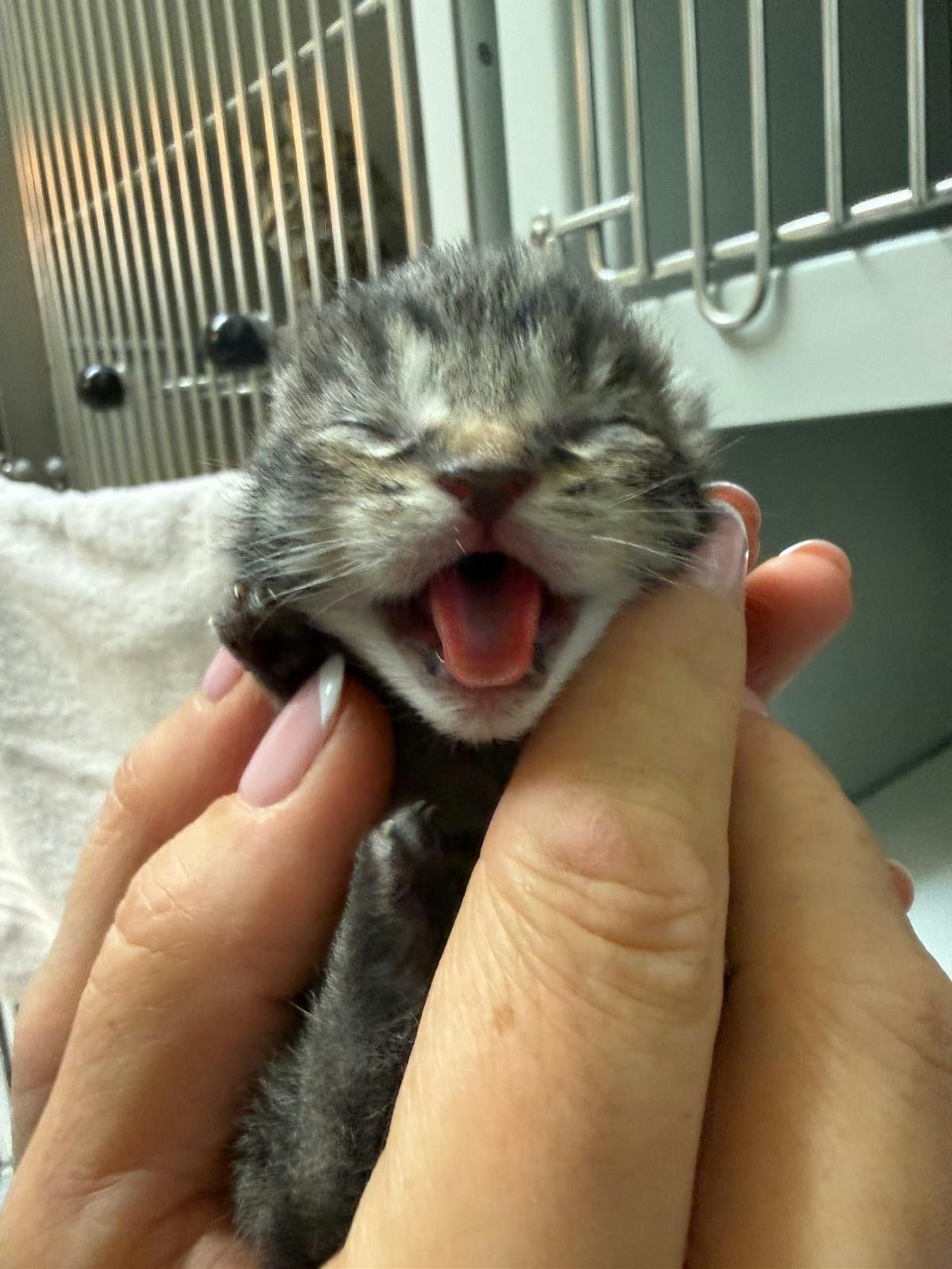 Eine Mitarbeiterin des Dellbrücker Tierheims hält eins der Kitten, die am Dienstagmittag (19. Mai 2026) in einer Kiste gefunden wurden.