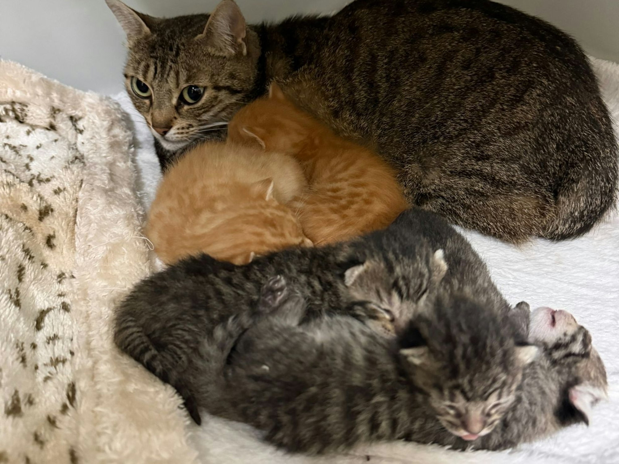 Eine Katze und sieben Kitten, zwei davon andersfarbig, liegen auf einer Decke.