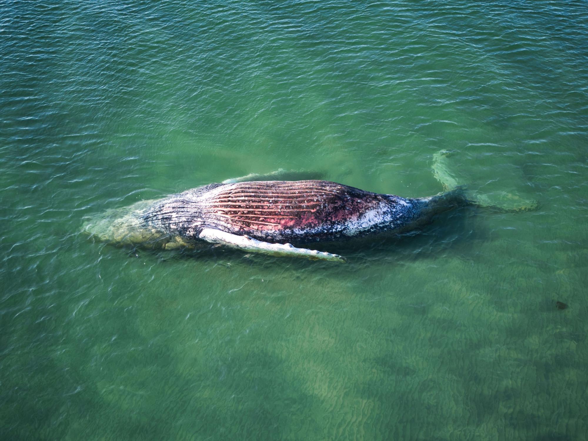 Ein toter Wal liegt vor der dänischen Insel Anholt. Unklar ist, ob es sich um den Wal handelt, der Ende März erstmals vor Timmendorfer Strand gestrandet war und rund einen Monat später in die Nordsee, transportiert wurde.