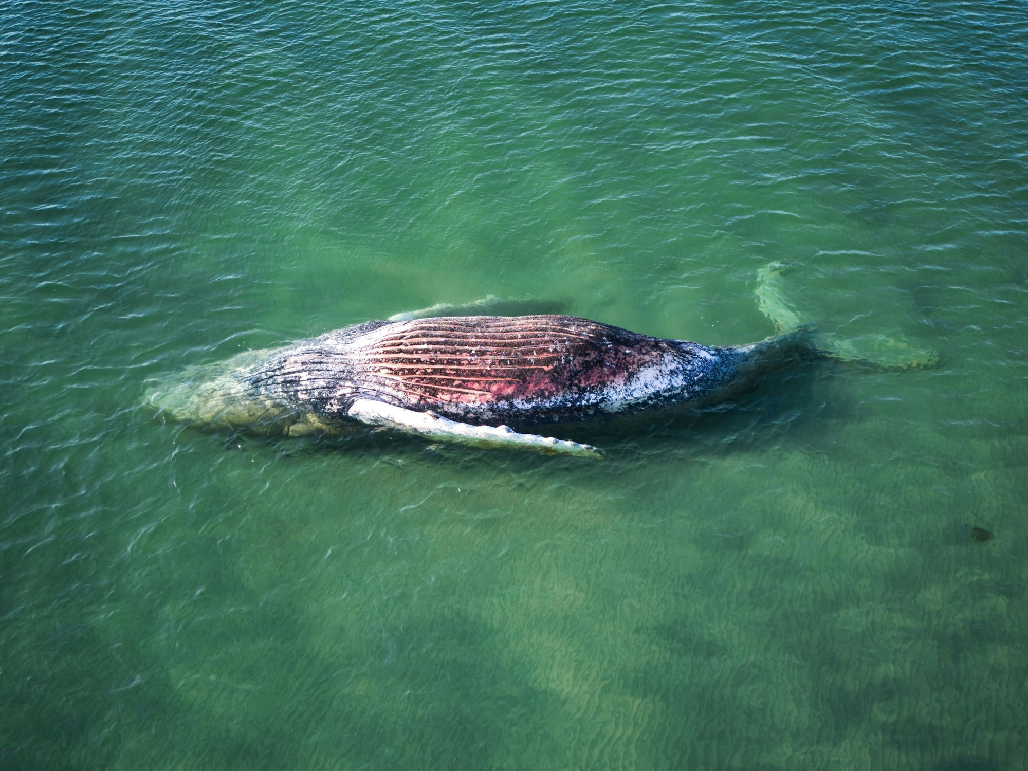 Ein toter Wal liegt vor der dänischen Insel Anholt. Unklar ist, ob es sich um den Wal handelt, der Ende März erstmals vor Timmendorfer Strand gestrandet war und rund einen Monat später in die Nordsee, transportiert wurde.