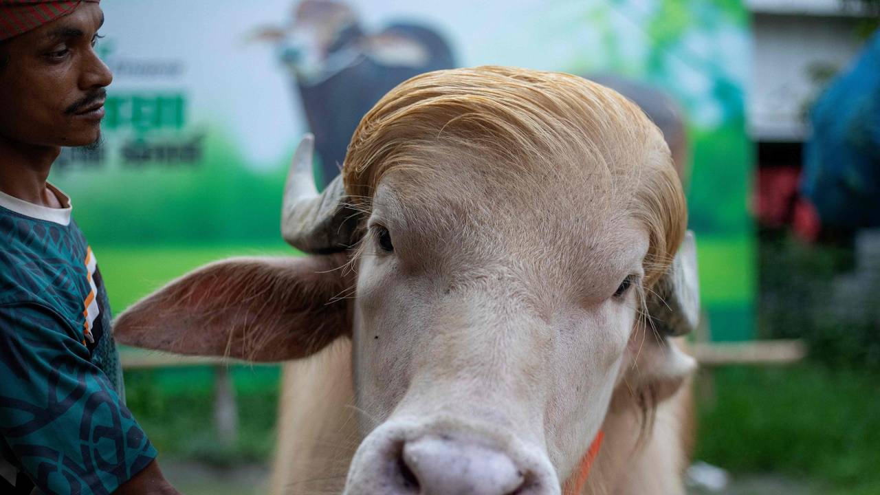 Dieses Foto vom 17. Mai 2026 zeigt einen Tierpfleger, der sich um Albino-Büffel „Donald Trump“ kümmert.