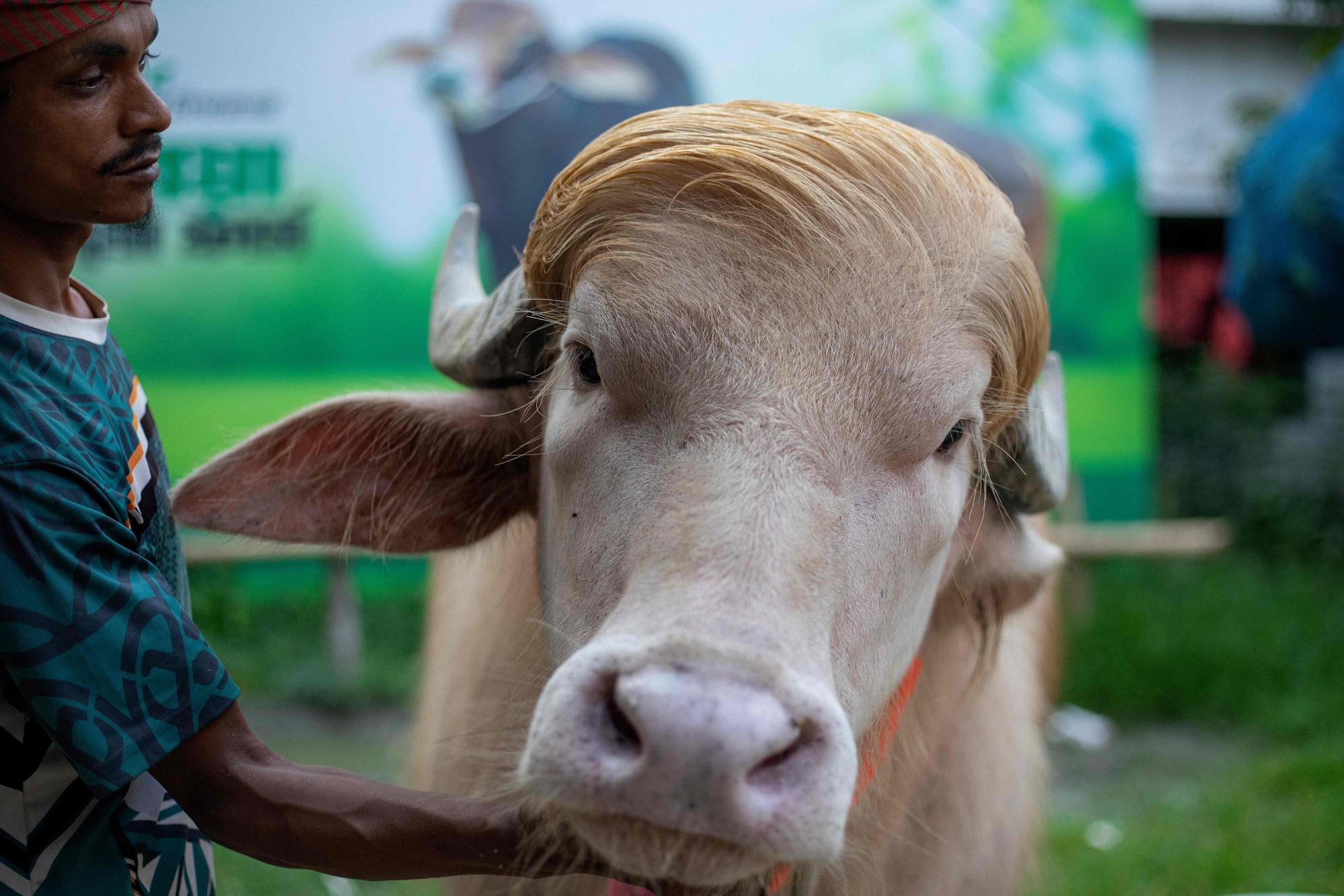 Dieses Foto vom 17. Mai 2026 zeigt einen Tierpfleger, der sich um Albino-Büffel „Donald Trump“ kümmert.