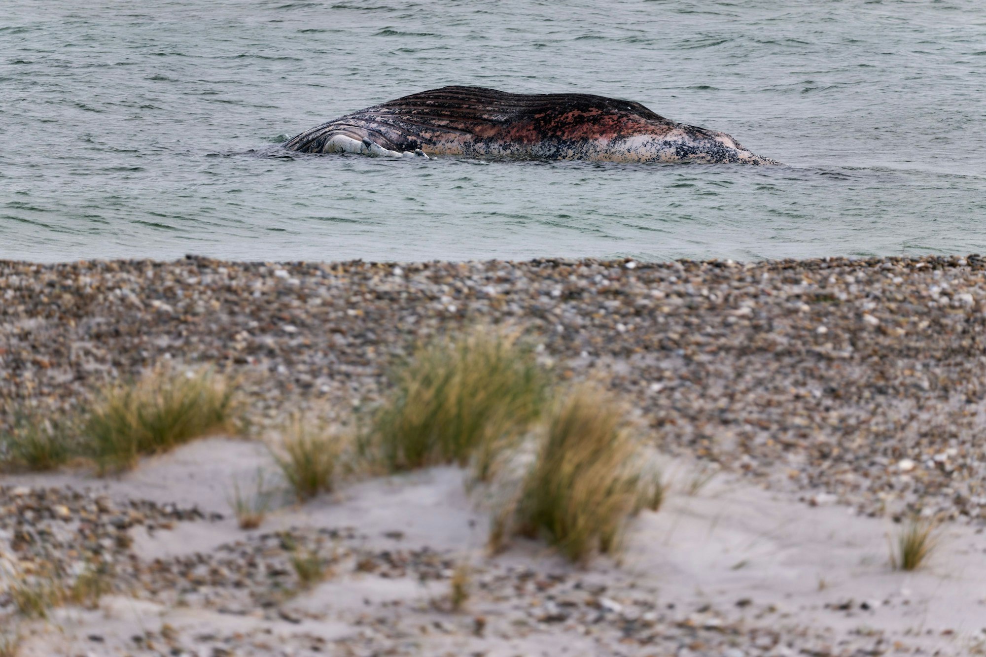 Ein toter Wal liegt vor der dänischen Insel Anholt.