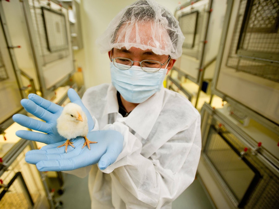 Wissenschaftler in Laborkleidung hält ein Küken