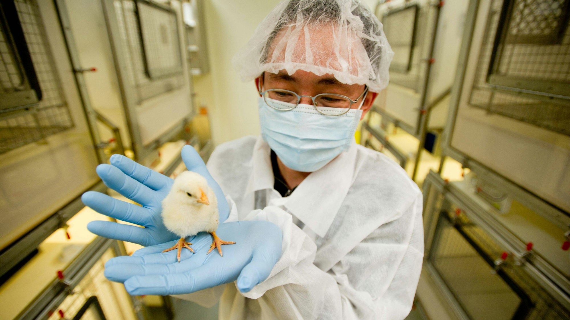 Wissenschaftler in Laborkleidung hält ein Küken