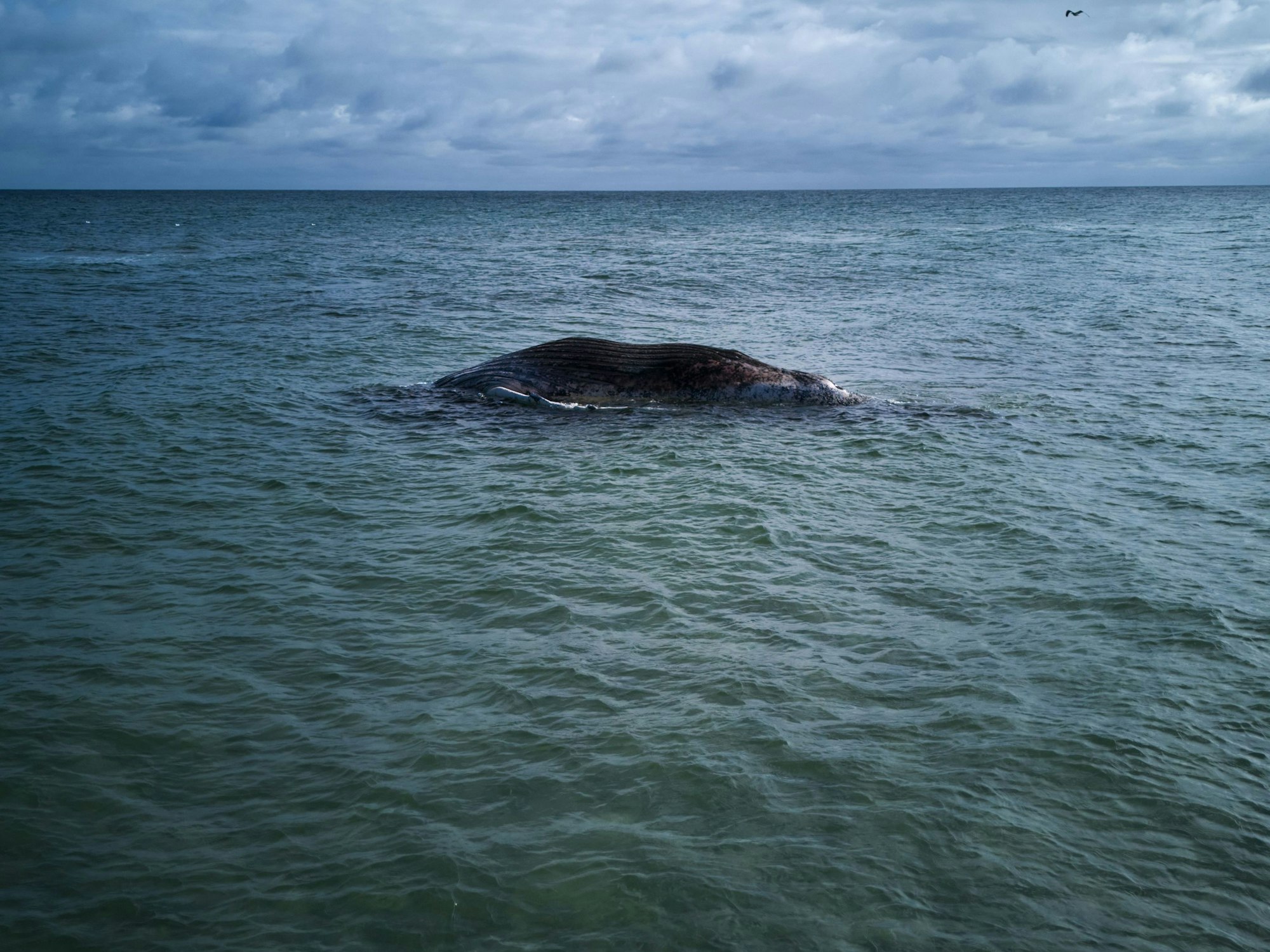Der tote Wal liegt vor der dänischen Insel Anholt.
