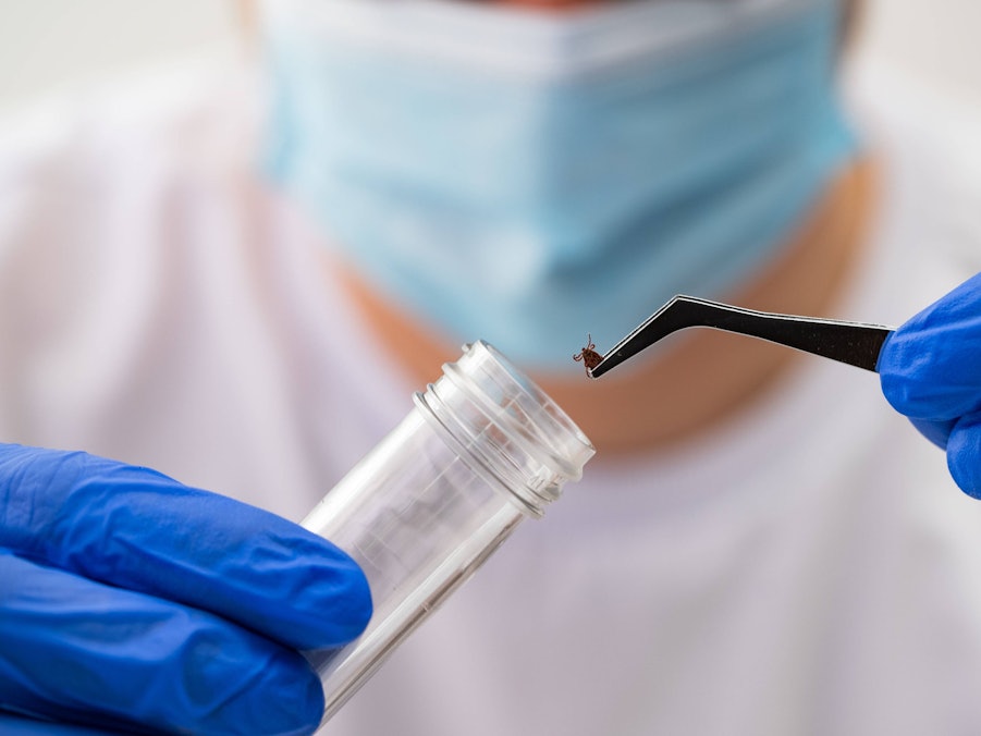 Forscher in Maske und Handschuhen hält Zecke