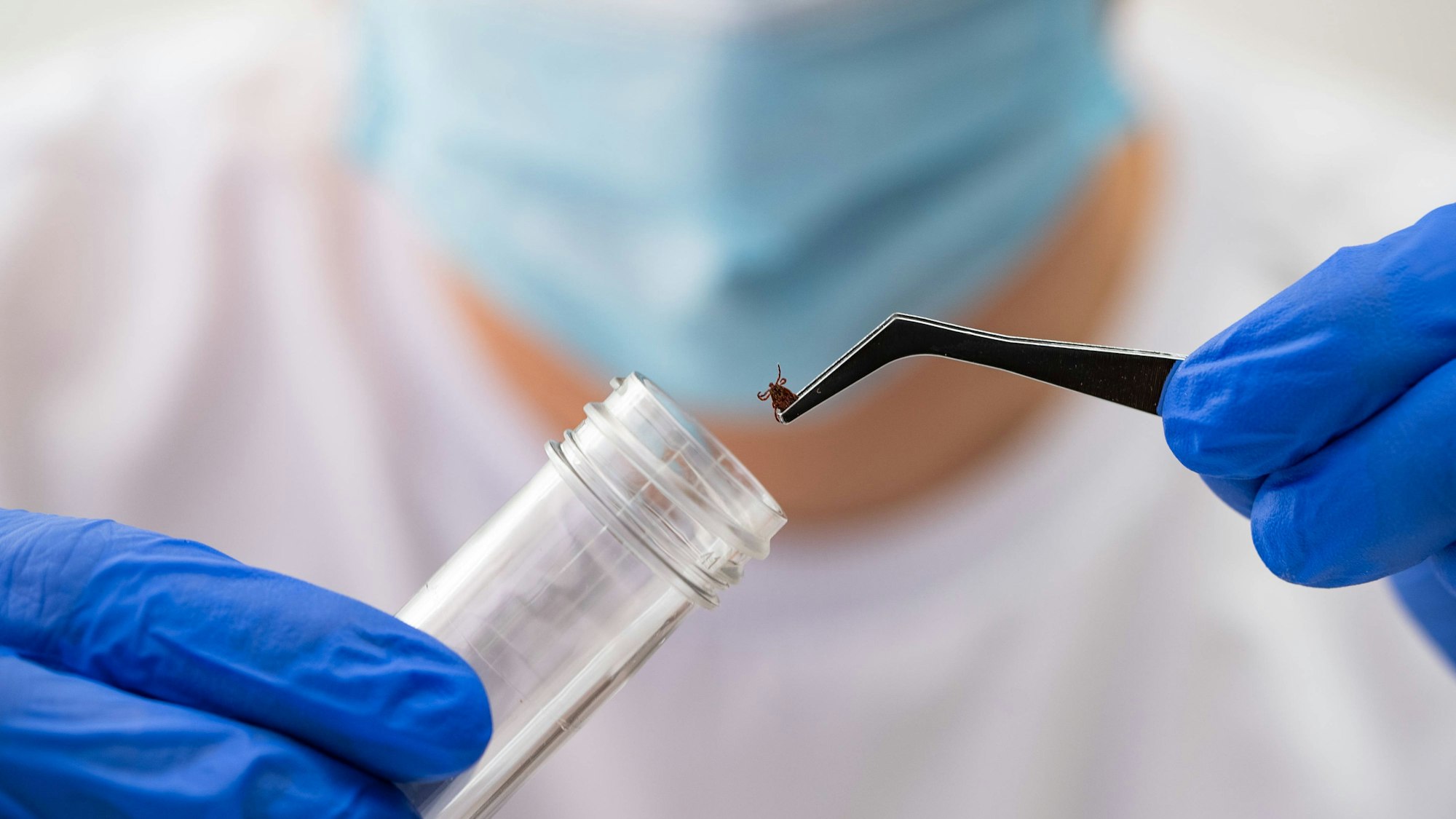 Forscher in Maske und Handschuhen hält Zecke
