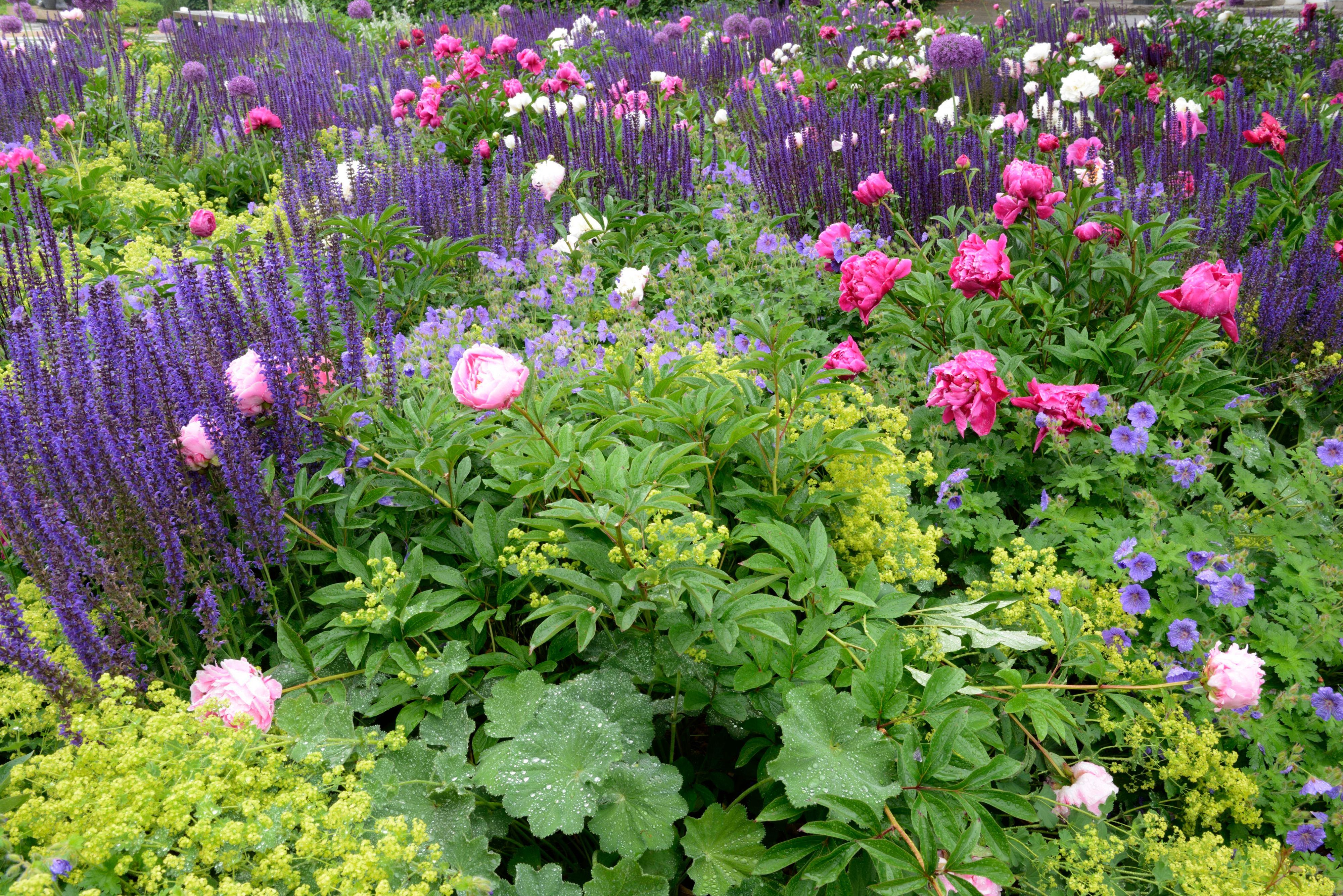 Blumenbeet mit Salvien und Frauenmantel sowie Päonien.