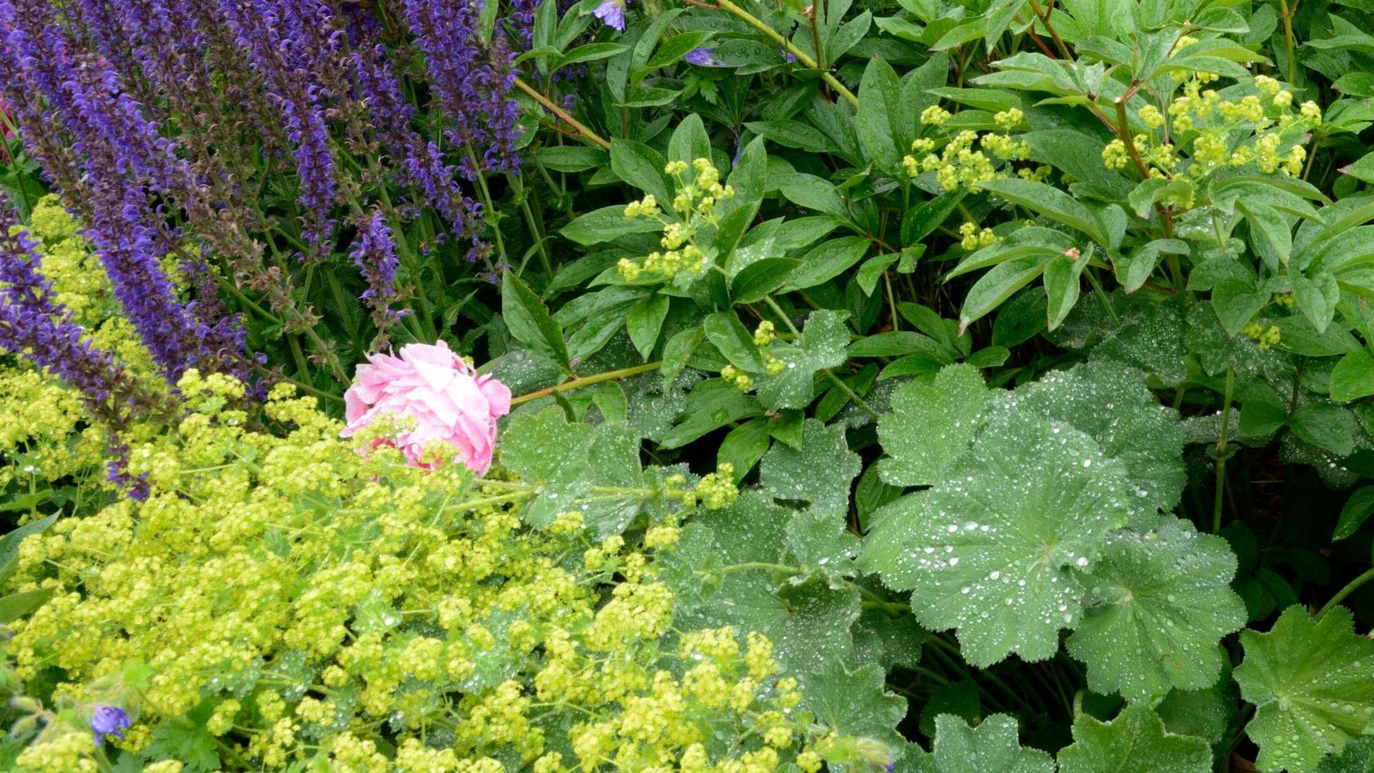 Blumenbeet mit Salvien und Frauenmantel sowie Päonien.