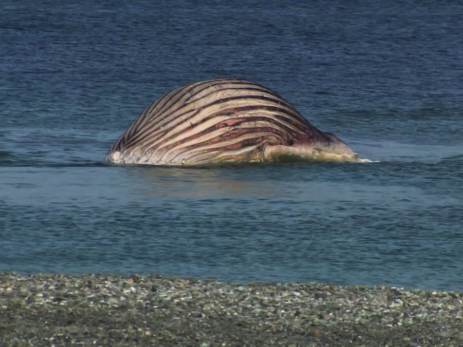Der tote Buckelwal liegt aufgebläht vor der dänischen Insel Anholt.