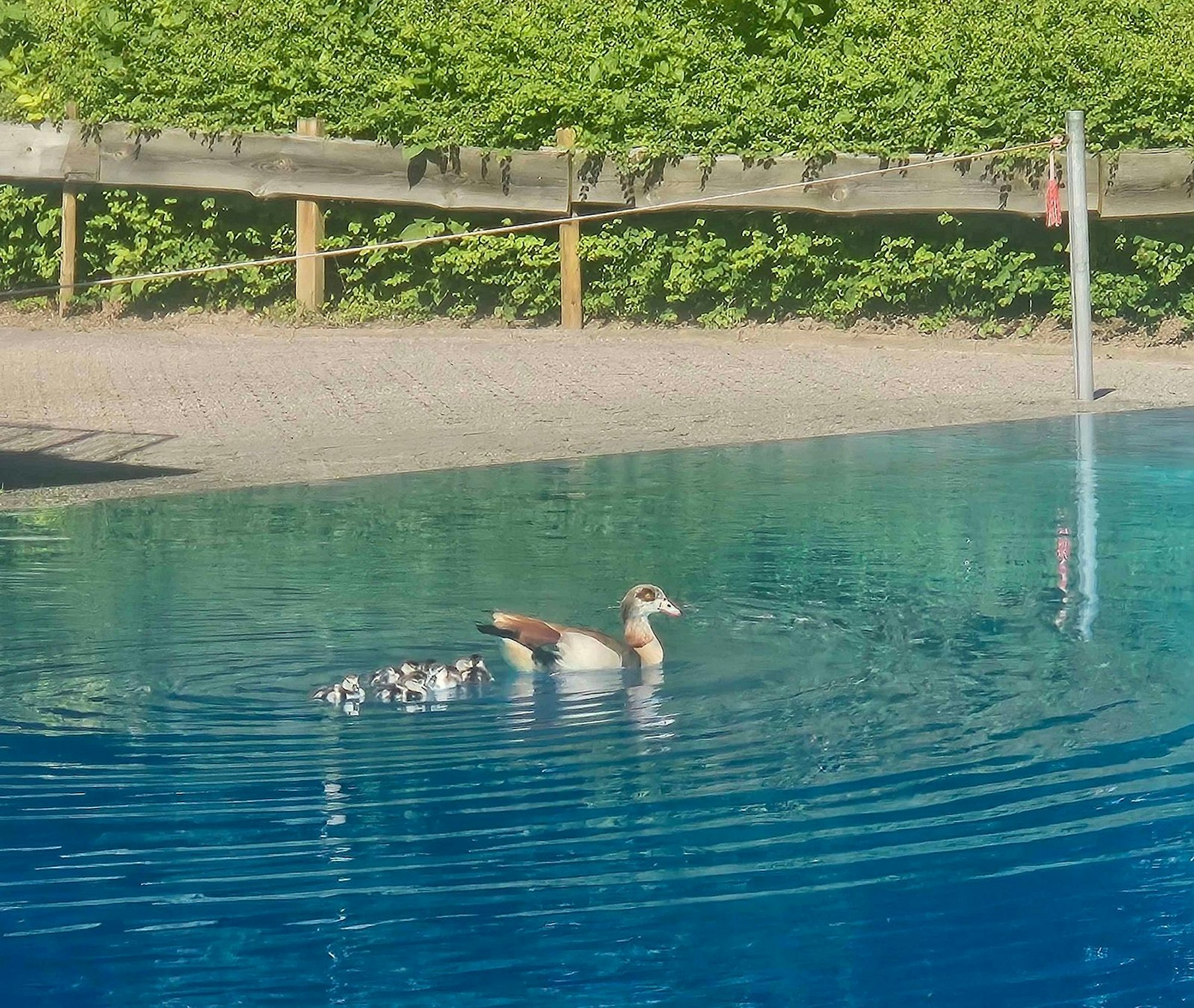 Gänse schwimmen im Pulheimer Freibad.