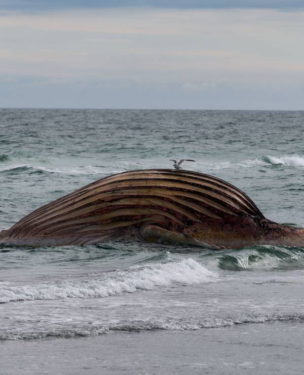Der tote Buckelwal „Timmy“ liegt aufgebläht vor der dänischen Insel Anholt.