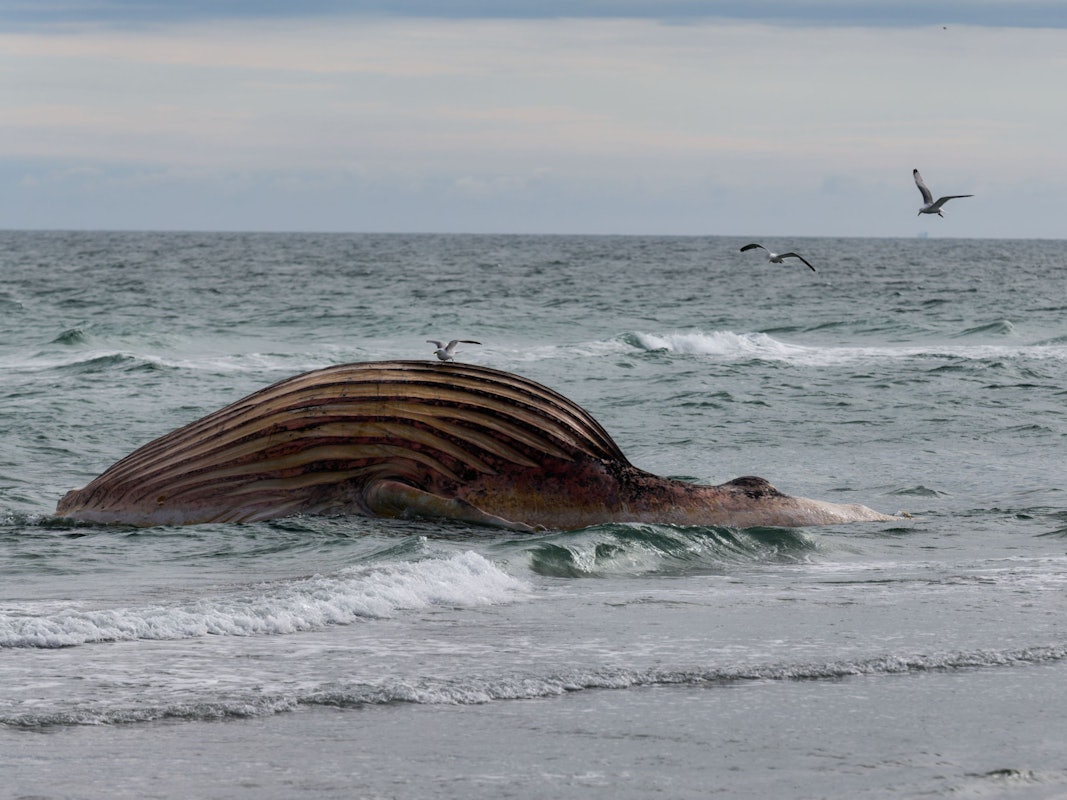 Der tote Buckelwal „Timmy“ liegt aufgebläht vor der dänischen Insel Anholt.