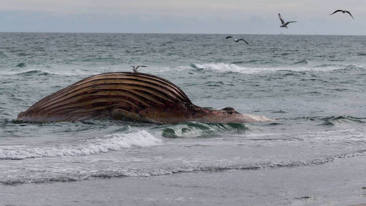 Der tote Buckelwal „Timmy“ liegt aufgebläht vor der dänischen Insel Anholt.