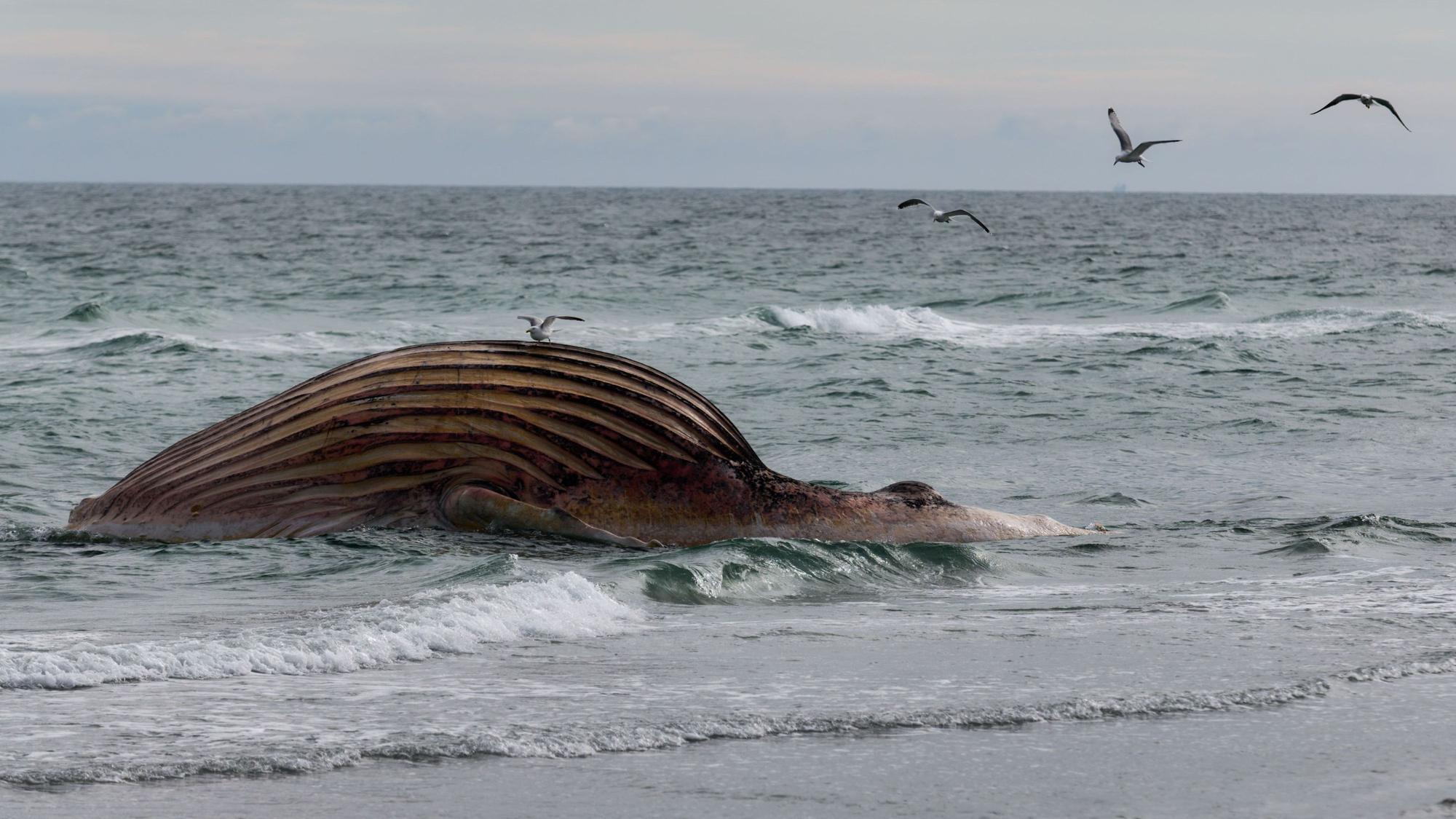 Der tote Buckelwal „Timmy“ liegt aufgebläht vor der dänischen Insel Anholt.