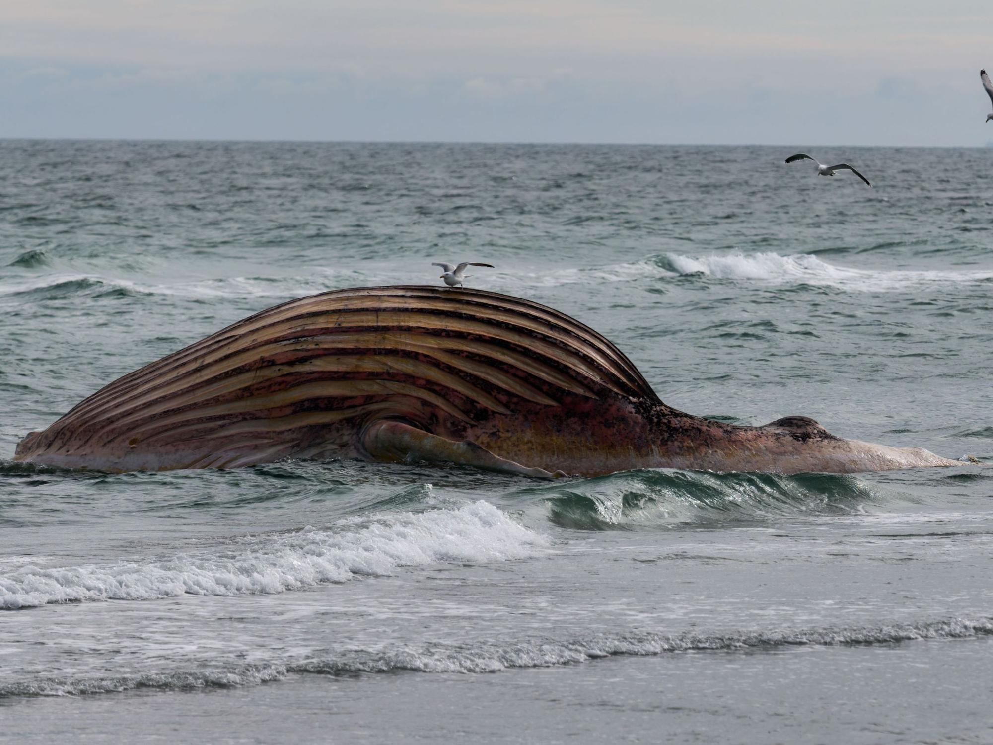 Der tote Wal liegt aufgebläht vor der dänischen Insel Anholt.