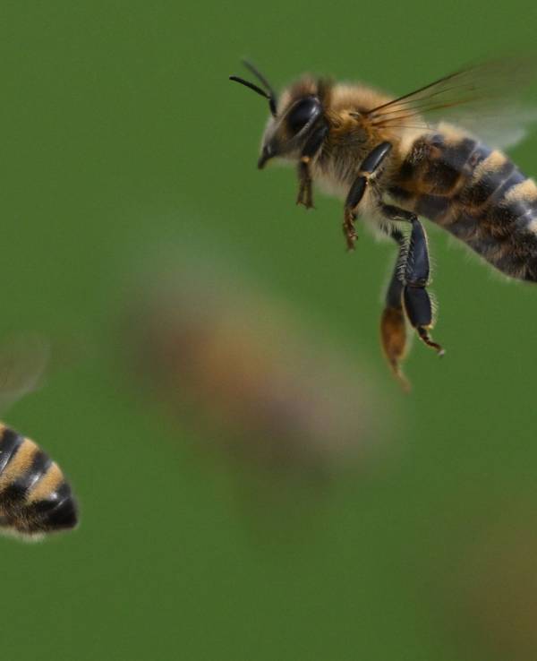 Honigbienen im Flug