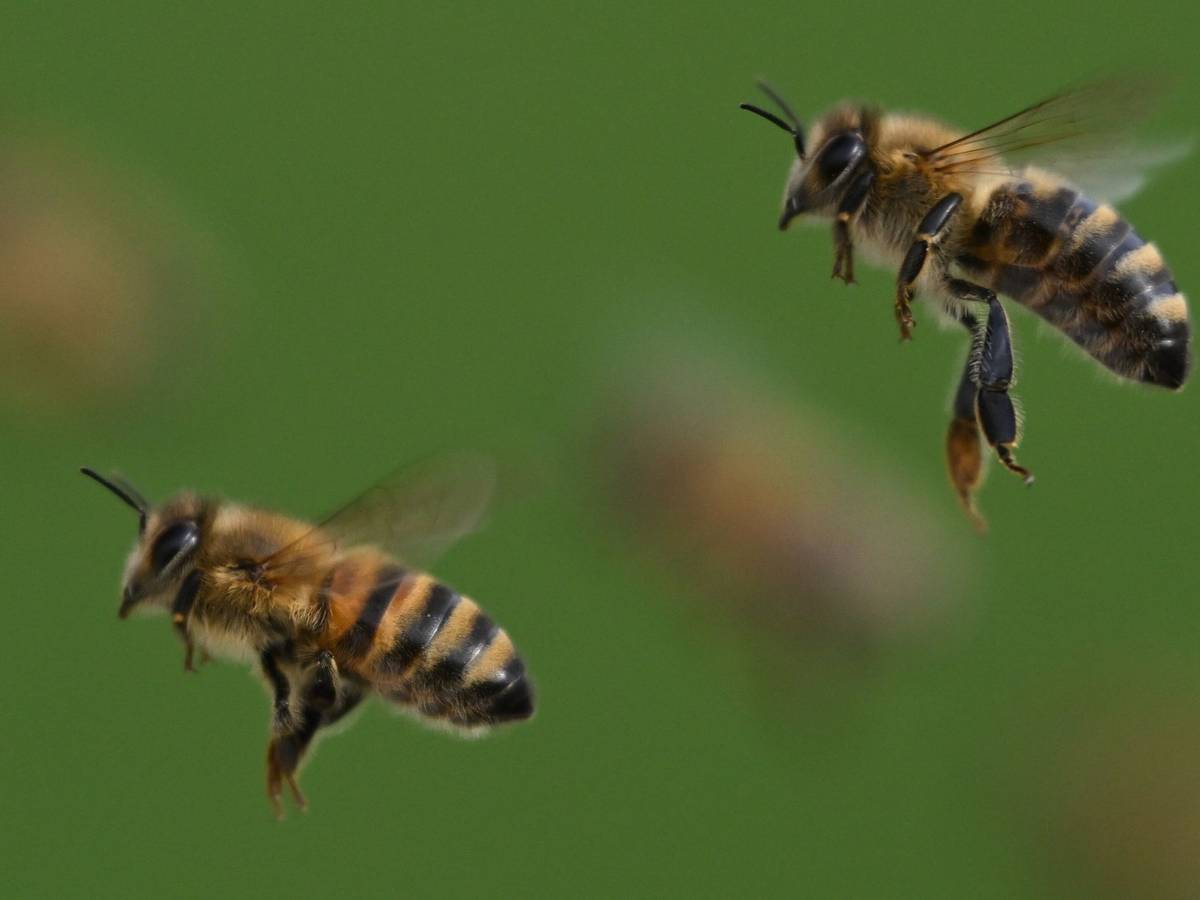 Honigbienen im Flug