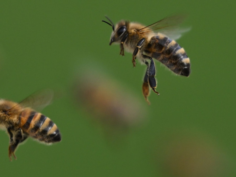 Honigbienen im Flug