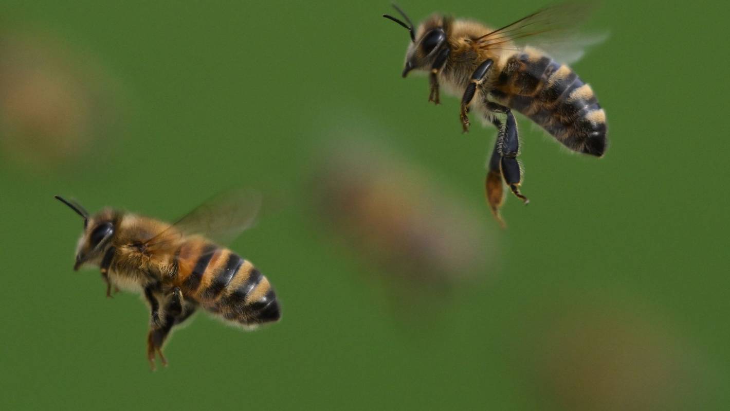 Honigbienen im Flug