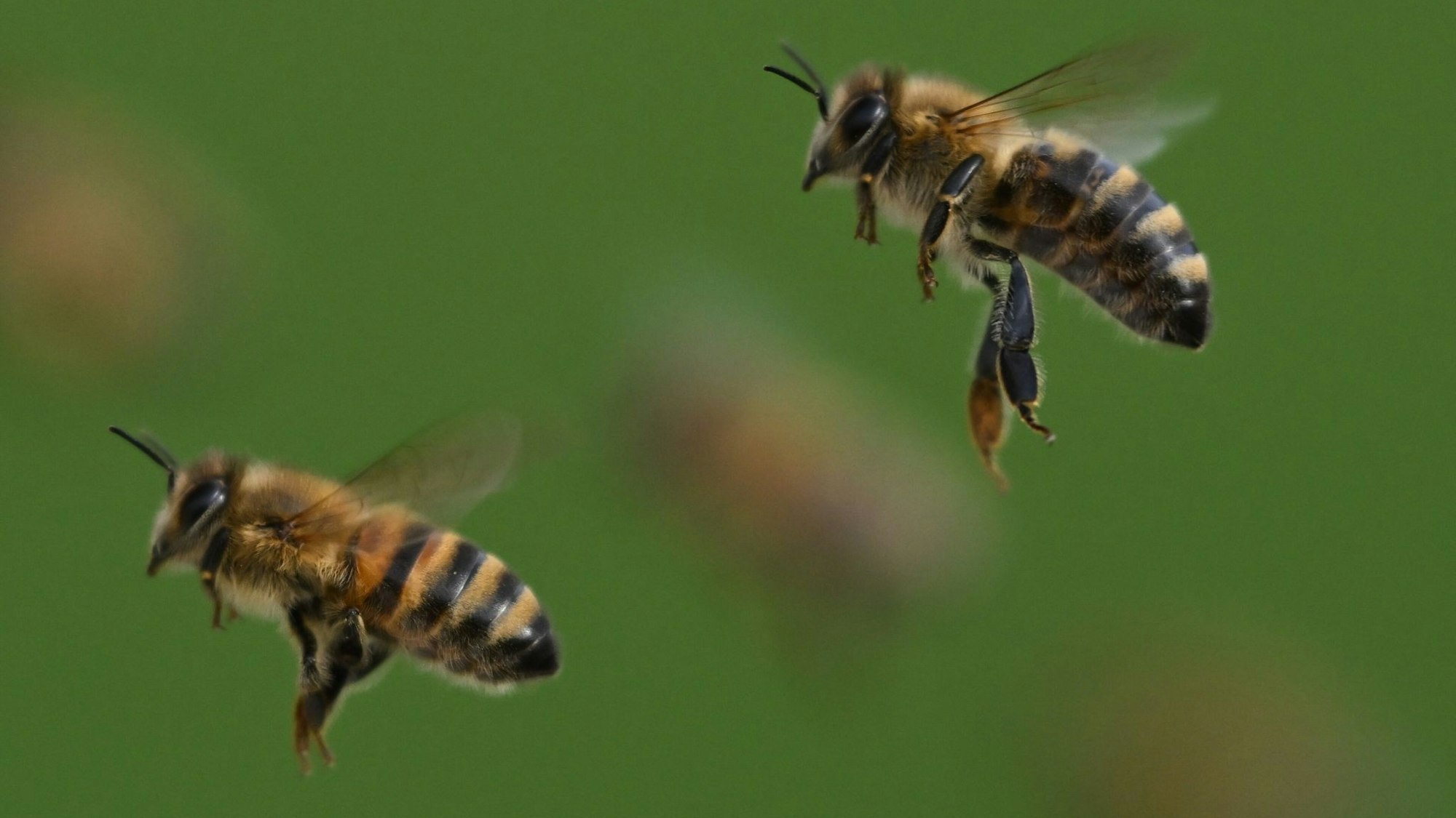 Honigbienen im Flug