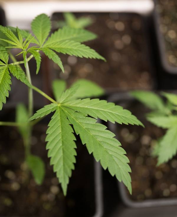 Cannabis-Anbau