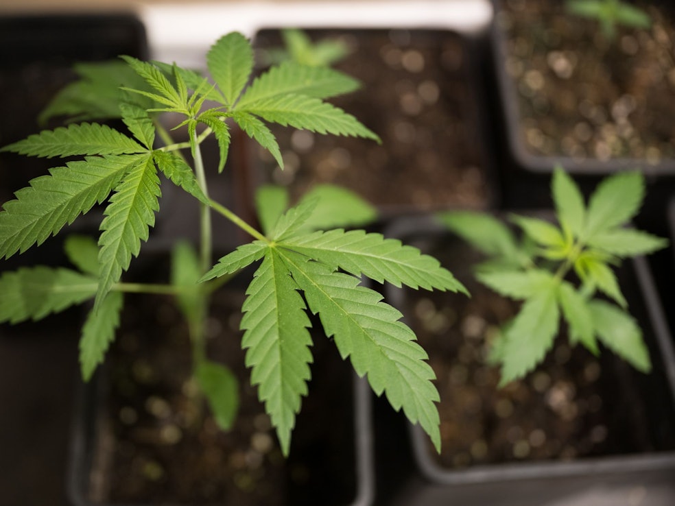 Cannabis-Anbau