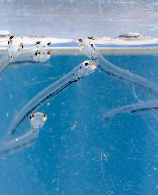 Maifische werden in den Rhein ausgesetzt