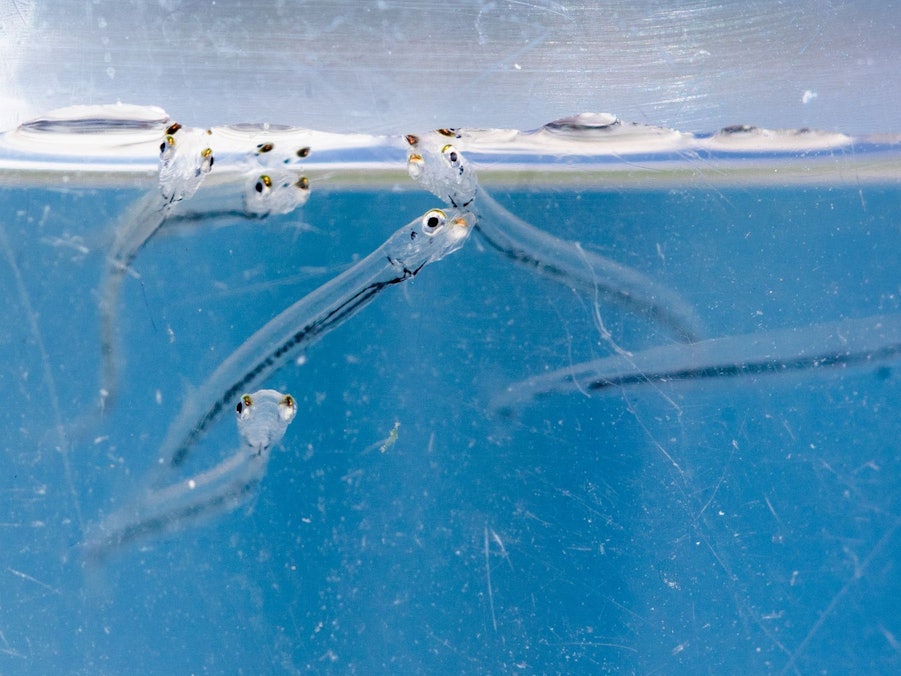 Maifische werden in den Rhein ausgesetzt