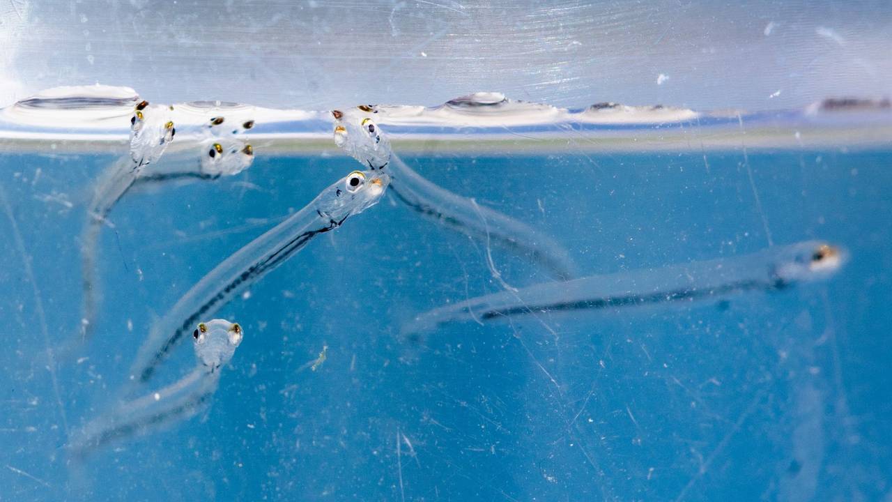 Maifische werden in den Rhein ausgesetzt