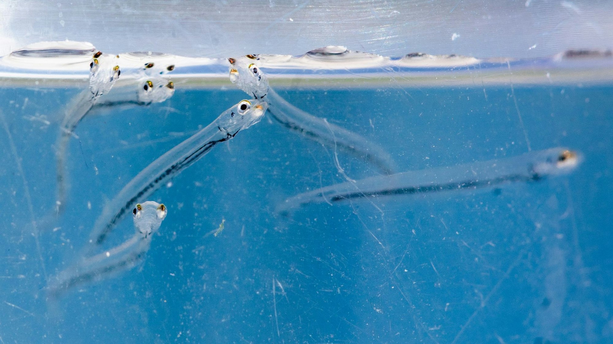 Maifische werden in den Rhein ausgesetzt