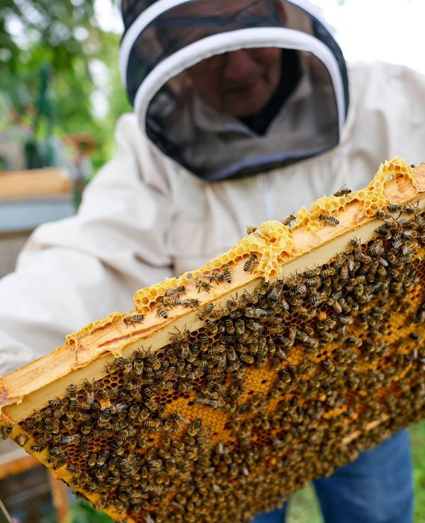 Auf einer Honigwabe tummeln sich zig Bienen.