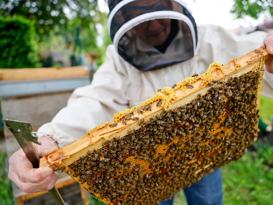 Auf einer Honigwabe tummeln sich zig Bienen.