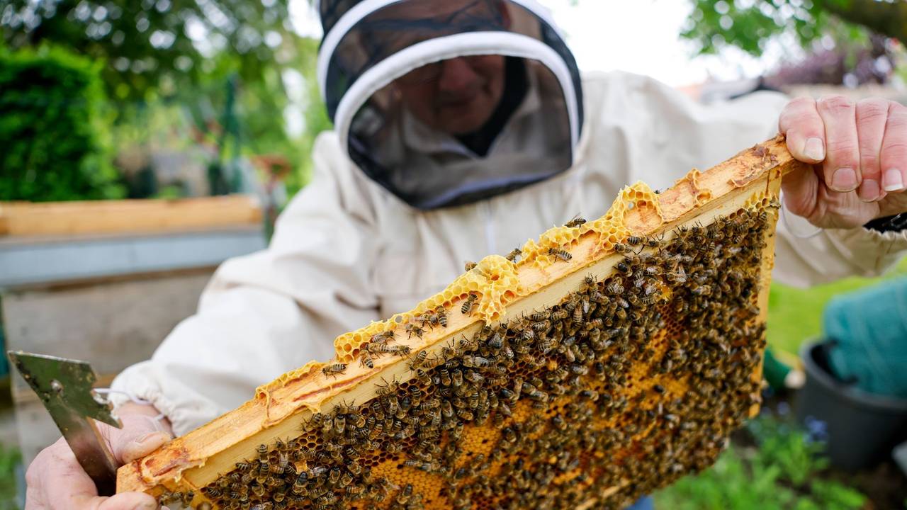 Auf einer Honigwabe tummeln sich zig Bienen.