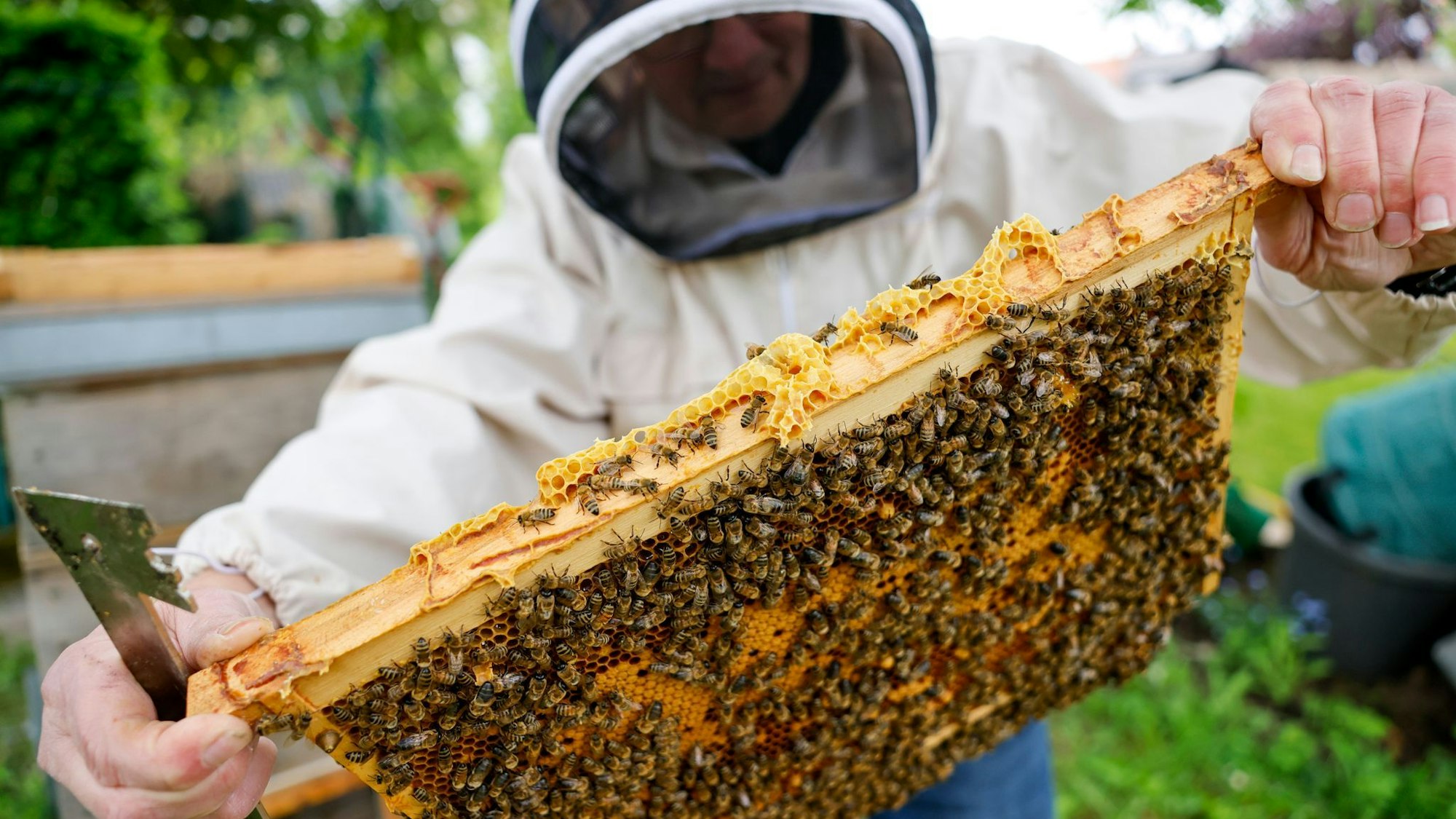 Auf einer Honigwabe tummeln sich zig Bienen.