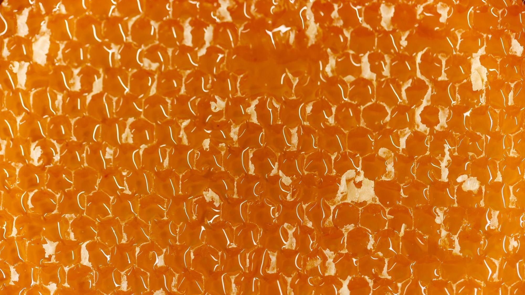 Die Bienenwaben sind mit reichlich Honig gefüllt.