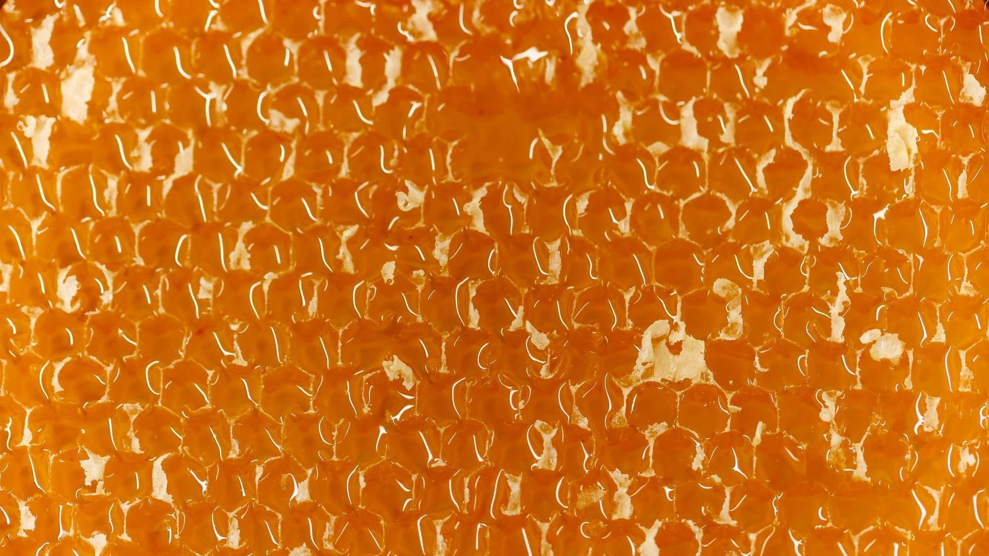 Die Bienenwaben sind mit reichlich Honig gefüllt.