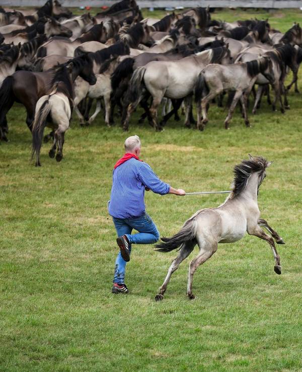 Traditioneller Fang der Wildpferde im Merfelder Bruch