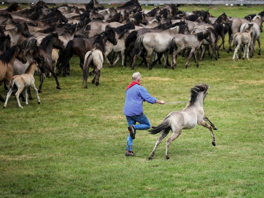 Traditioneller Fang der Wildpferde im Merfelder Bruch