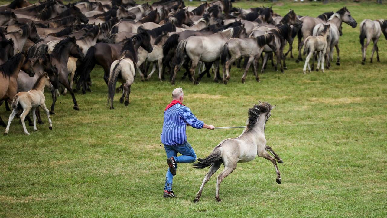 Traditioneller Fang der Wildpferde im Merfelder Bruch