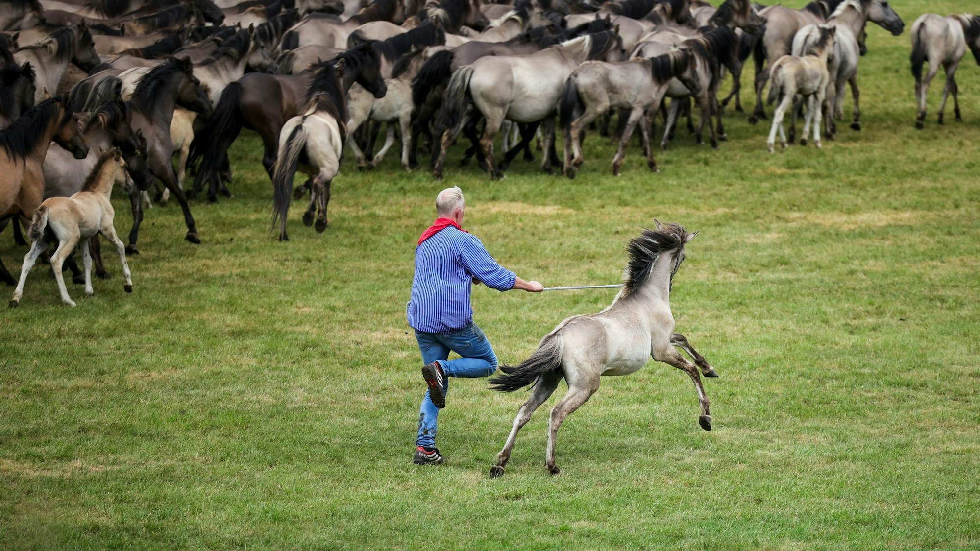 Traditioneller Fang der Wildpferde im Merfelder Bruch
