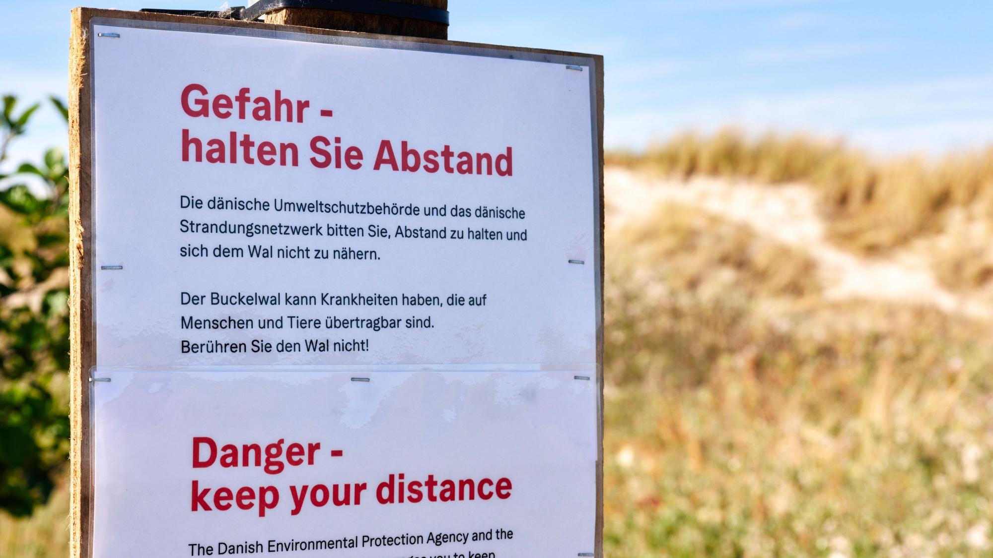 Die dänische Umweltschutzbehörde und das dänische Strandungsnetzwerk warnen auf einem Schild am Strand der dänischen Insel Anholt davor, sich dem toten Wal zu nähern.