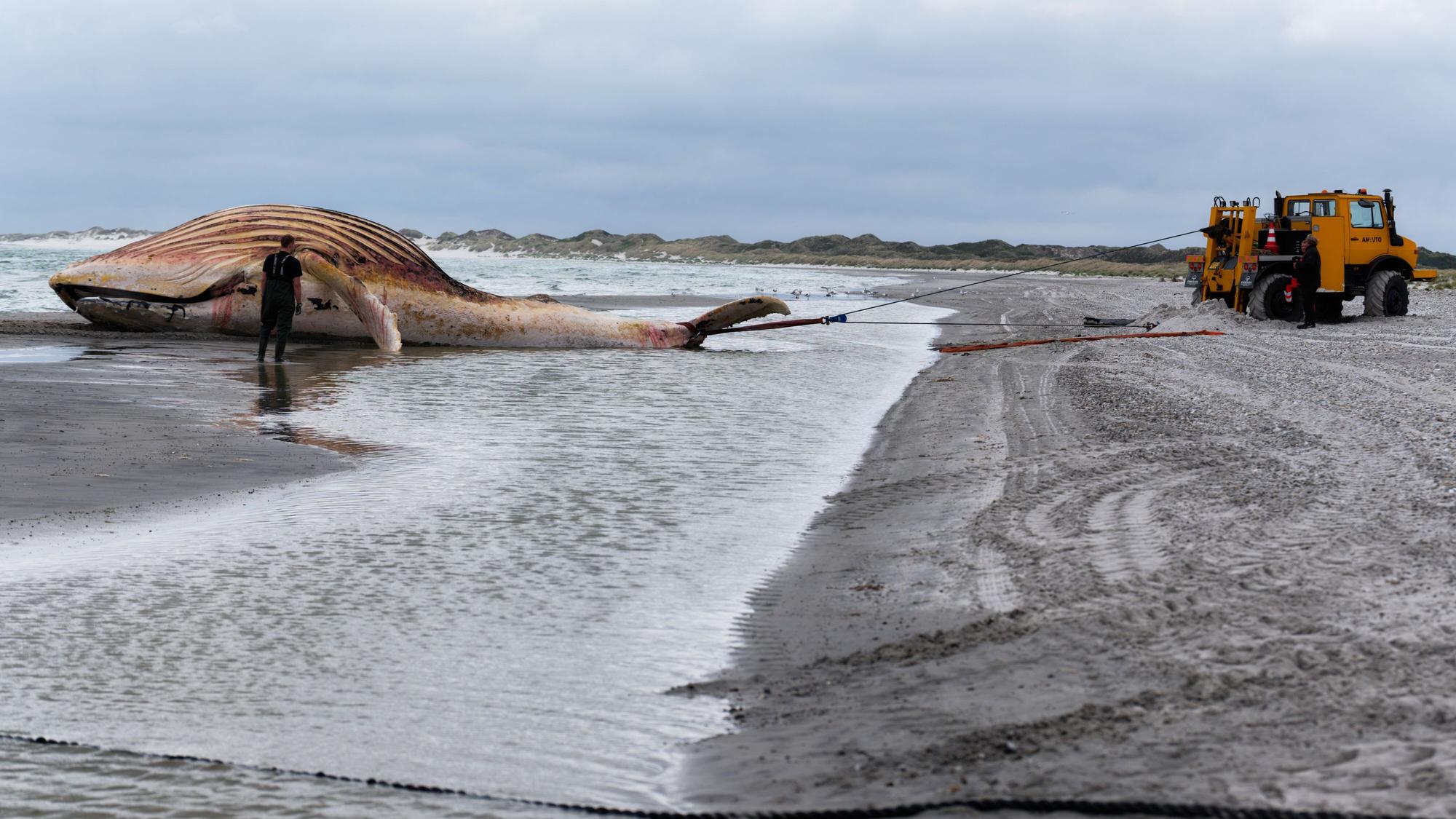 Der tote Wal wird an Land der dänischen Insel Anholt gezogen. Es handelt sich um den als Timmy bekannten Buckelwal, der Ende März erstmals vor Timmendorfer Strand gestrandet war und rund einen Monat später in die Nordsee transportiert wurde.