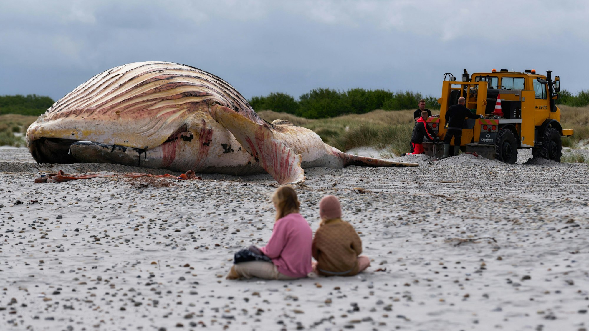 Der tote Wal liegt am Strand der dänischen Insel Anholt, nachdem er aus dem Wasser gezogen wurde, davor sitzen zwei Personen im Sand.